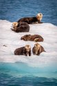 048 Valdez, Prince William Sound, zeeotters